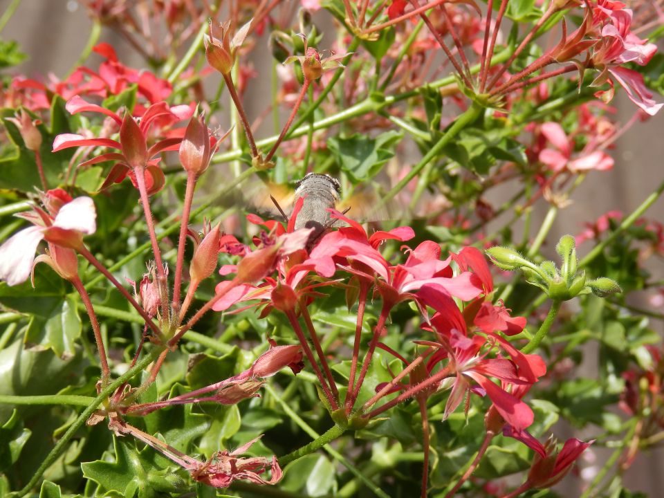 Kolibri - foto povečava