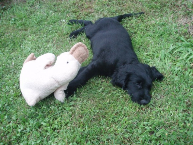Asha - foto