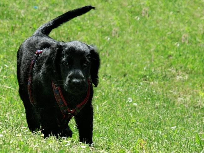 Asha - prvi teden - foto povečava