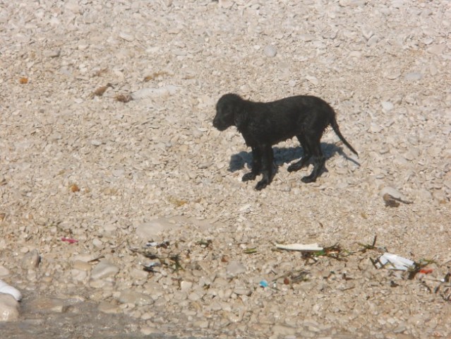 Asha - Lošinj junij 2008 - foto