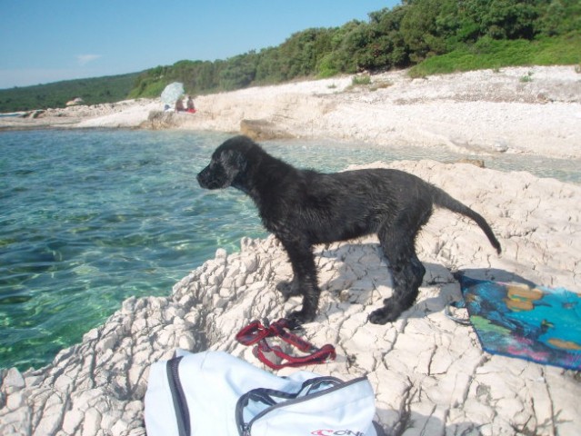 Asha - Lošinj junij 2008 - foto