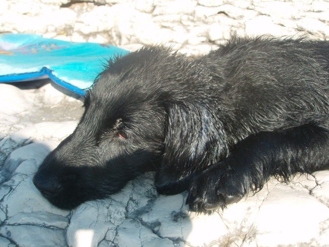 Asha - Lošinj junij 2008 - foto povečava