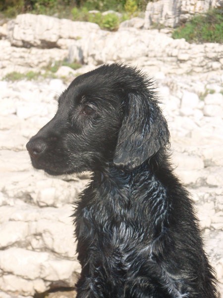 Asha - Lošinj junij 2008 - foto