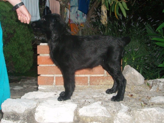 Asha - Lošinj junij 2008 - foto povečava