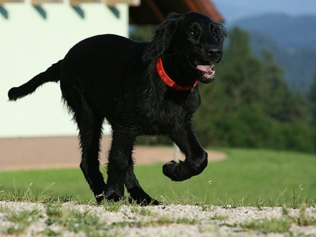 Asha - sprehod Brinjeva - foto