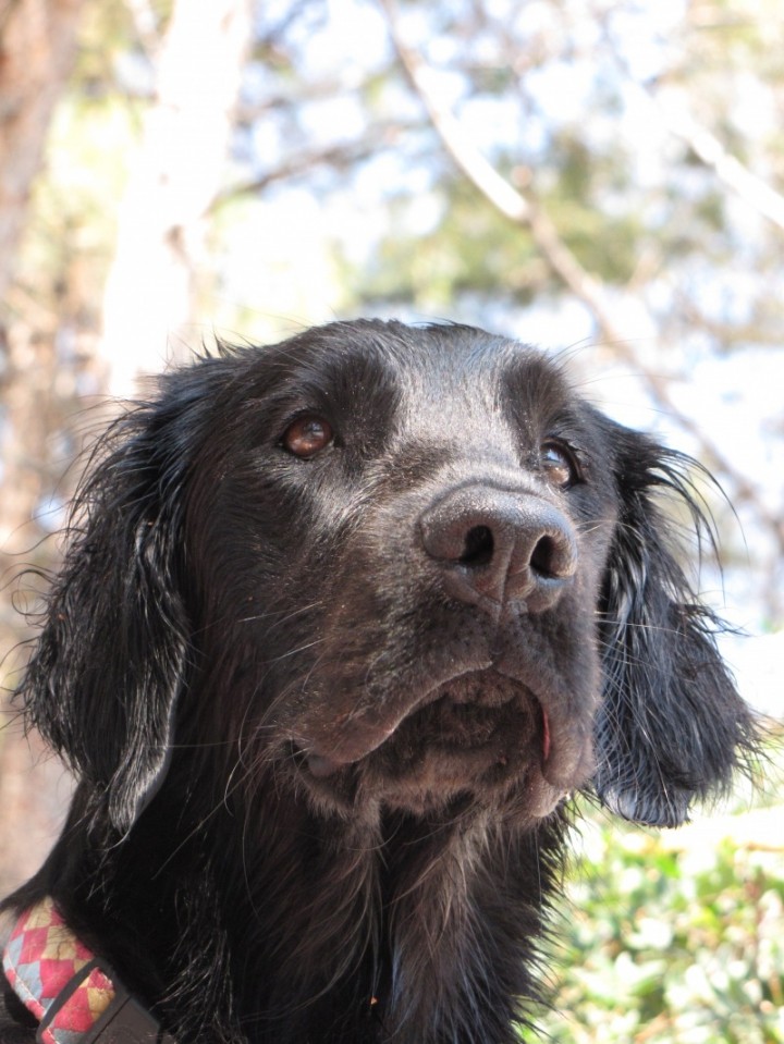 Asha - Lošinj julij 09 - foto povečava