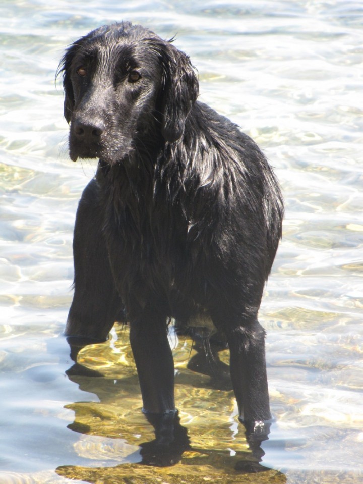 Asha - Lošinj julij 09 - foto povečava