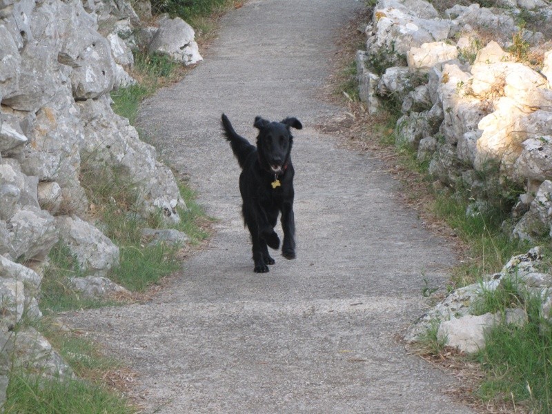 Asha - Lošinj julij 09 - foto povečava