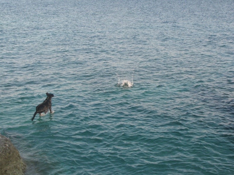 Asha - morje 2009 (2-del) - foto povečava