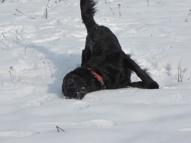 Asha in Špela - foto