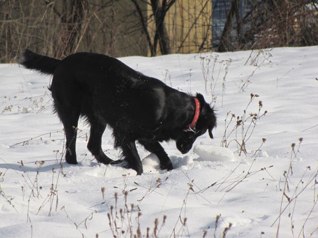 Asha in Špela - foto