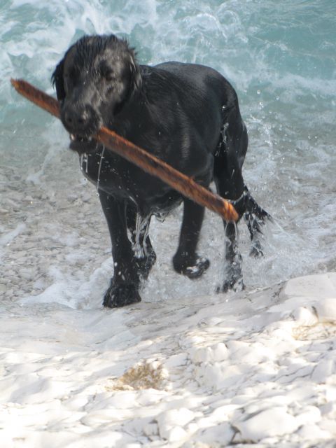 Lošinj - junij2010 - foto