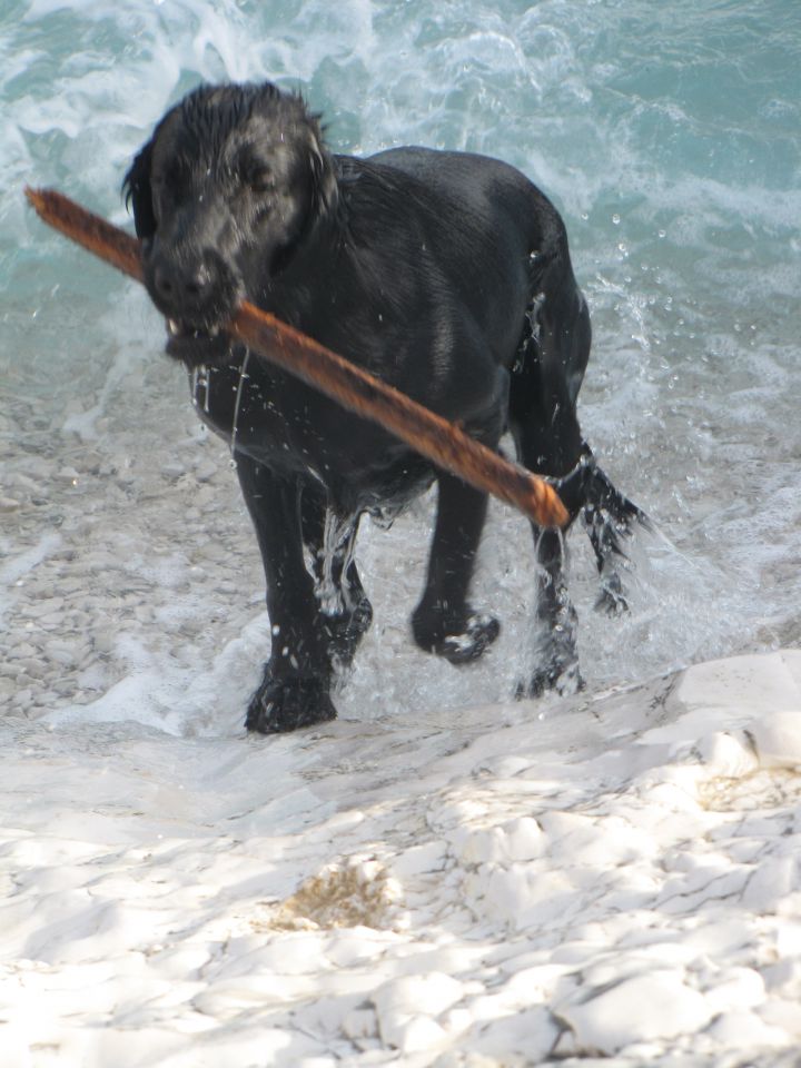 Lošinj - junij2010 - foto povečava