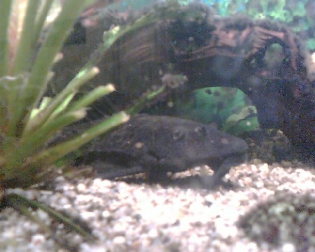 Pleco - foto povečava