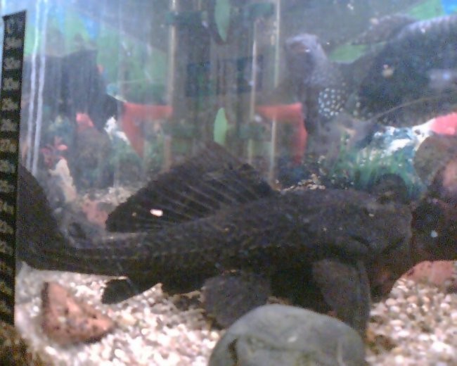 Pleco - foto povečava