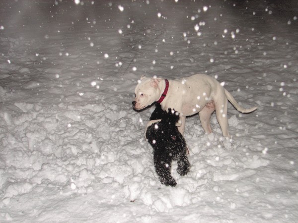 Ameriski Bulldog - INA - foto povečava