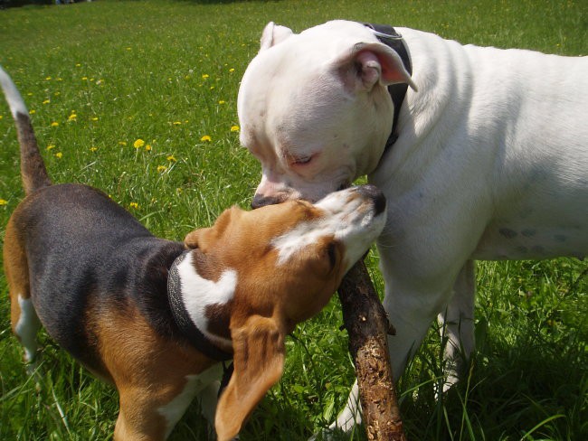 Ameriski Bulldog - INA - foto povečava