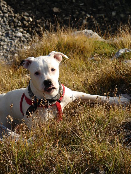 Ameriski Bulldog - INA - foto povečava