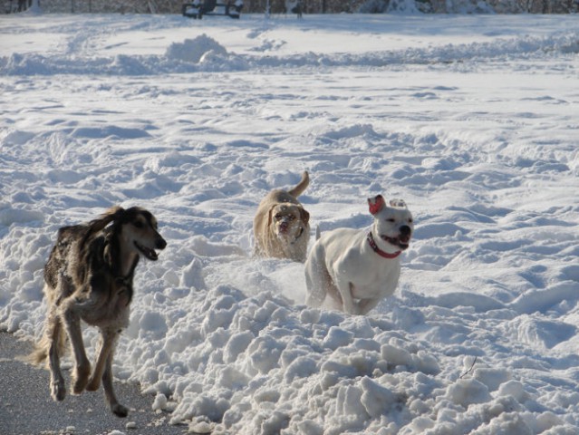 Ameriski Bulldog - INA - foto