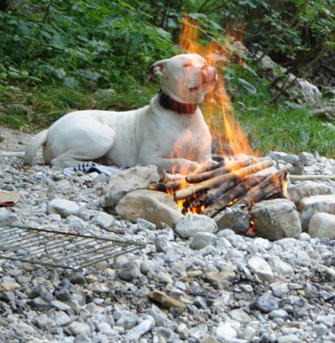 Ameriski Bulldog - INA - foto