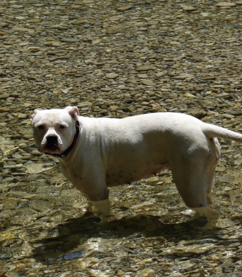 Ameriski Bulldog - INA - foto