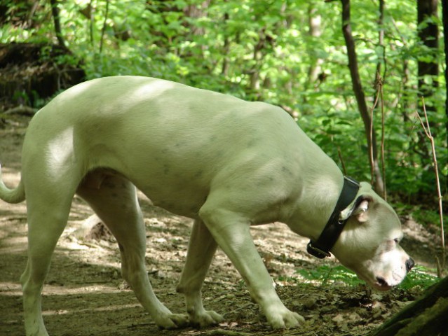 Ameriski Bulldog - INA - foto