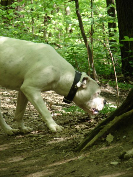 Ameriski Bulldog - INA - foto