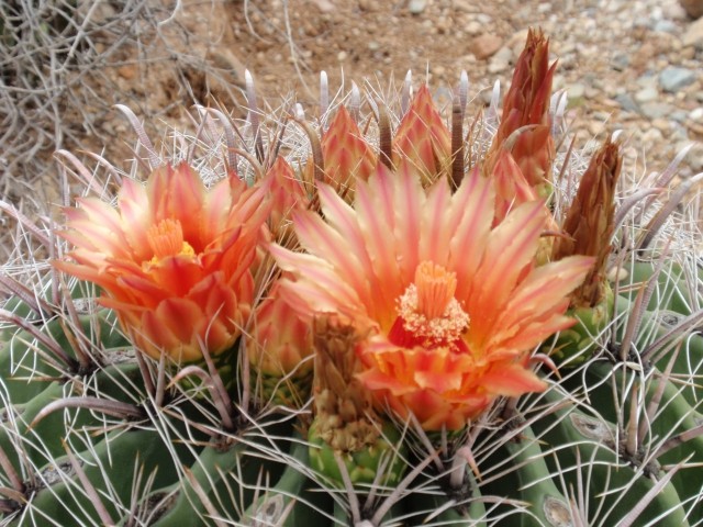 Sonora Desert Museum 31. 8. 2008: Barrel Cactus Flower