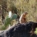 Grand Canyon 6. 9. 2008: Ground Squirrel (Spermophilus beecheyi)