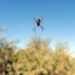 KPNO - Tucson 11. 9. 2008: New Orbweaver Spider (Araneidae, genus, spp?)