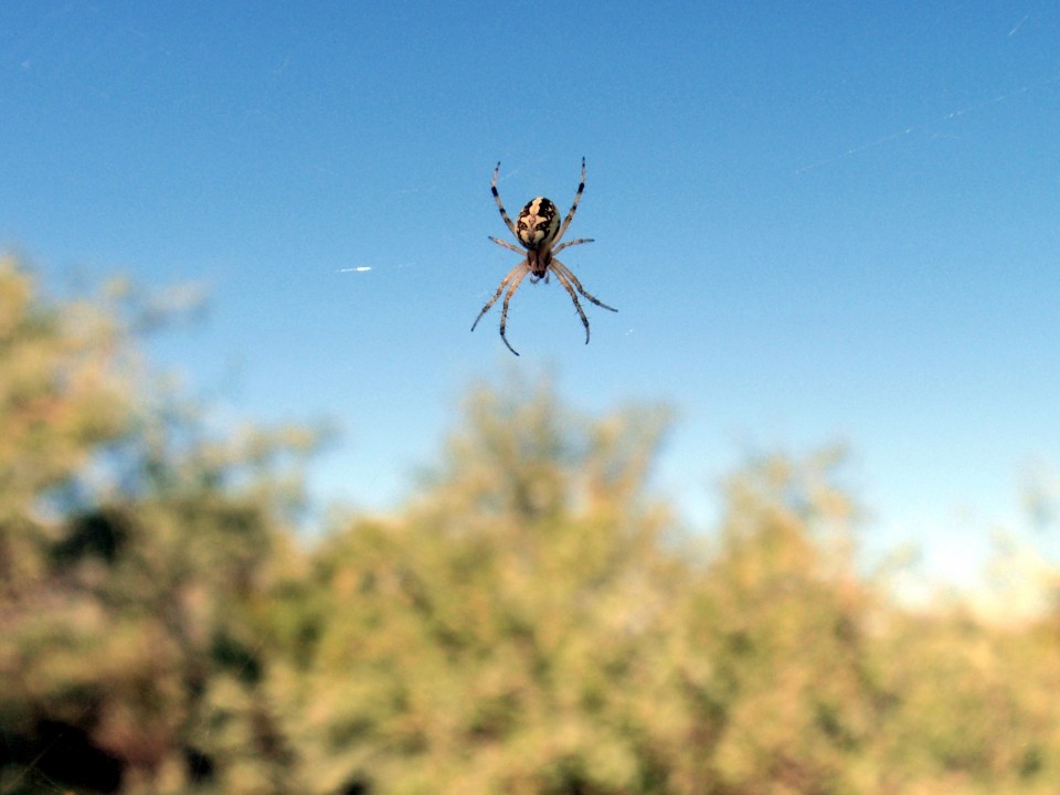 KPNO - Tucson 11. 9. 2008: New Orbweaver Spider (Araneidae, genus, spp?)