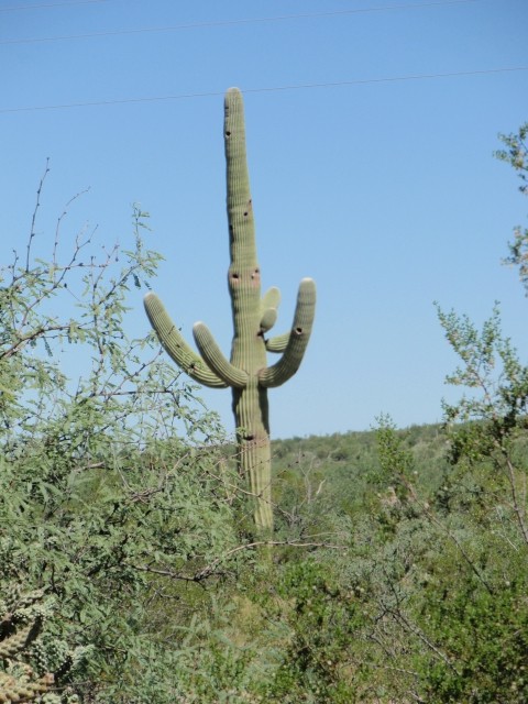 KPNO - Tucson 11. 9. 2008: Saguaro
