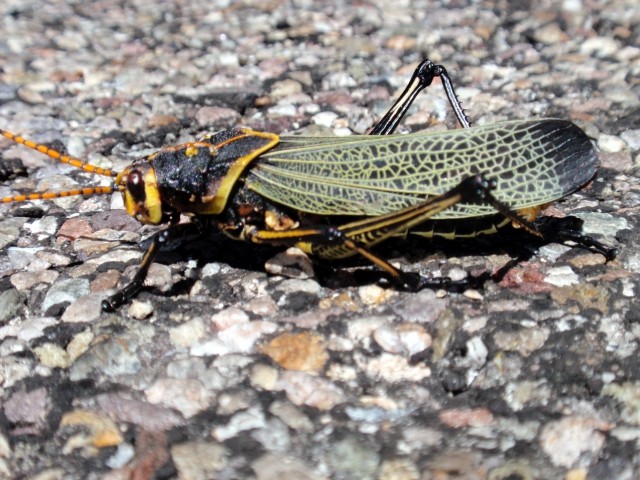 Tucson AZ, september 2008 - foto