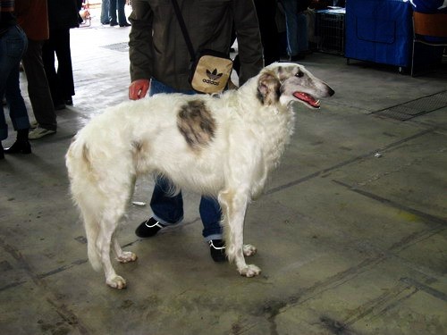 DOG SHOW SERBIA - foto povečava