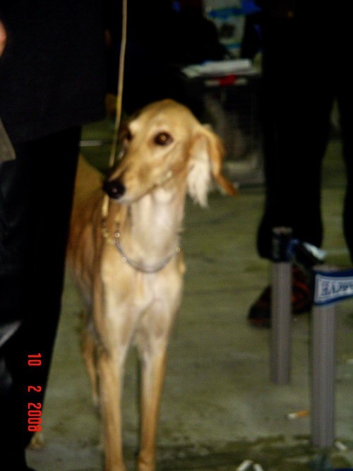 DOG SHOW SERBIA - foto povečava