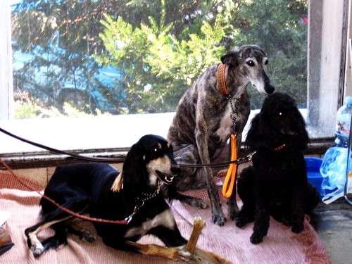 DOG SHOW SERBIA - foto povečava