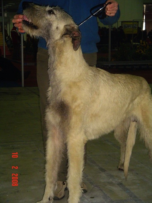 DOG SHOW SERBIA - foto povečava