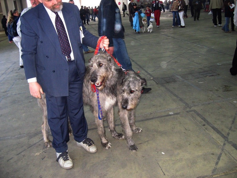 DOG SHOW SERBIA - foto povečava