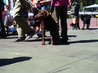 DOG SHOW SERBIA - foto povečava