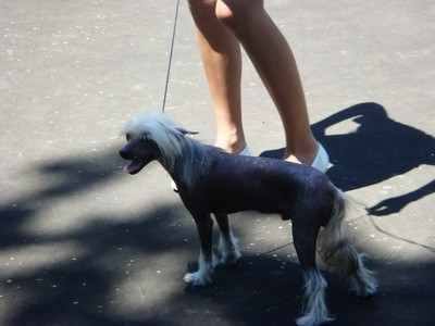 DOG SHOW SERBIA - foto povečava