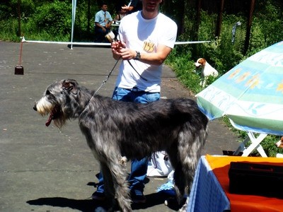 DOG SHOW SERBIA - foto povečava