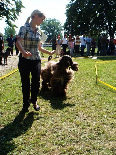 DOG SHOW SERBIA - foto povečava