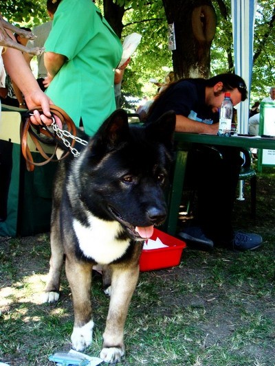 DOG SHOW SERBIA - foto