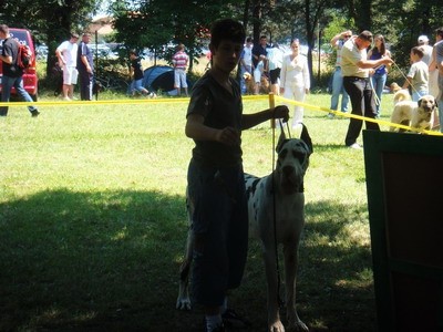 DOG SHOW SERBIA - foto povečava