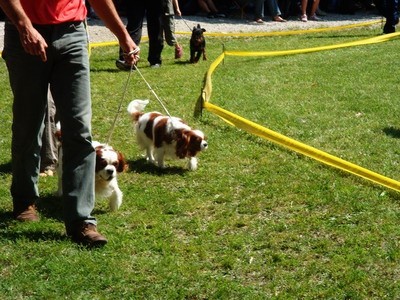 DOG SHOW SERBIA - foto povečava