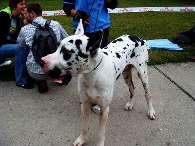 DOG SHOW SERBIA - foto povečava