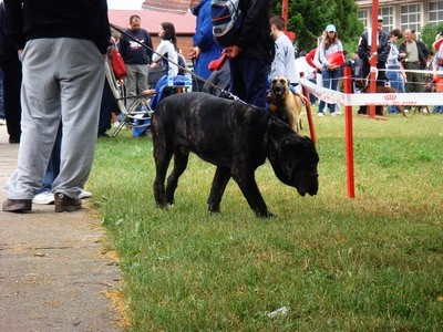 DOG SHOW SERBIA - foto povečava