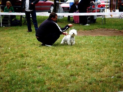 DOG SHOW SERBIA - foto povečava