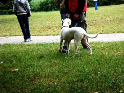 DOG SHOW SERBIA - foto povečava