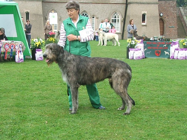 DOG SHOW SERBIA - foto povečava